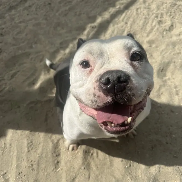 Adoptable Dog