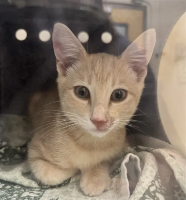 Adoptable Cat