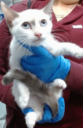 Med Adopt Tiffany