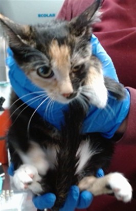 Med Adopt Tortilla