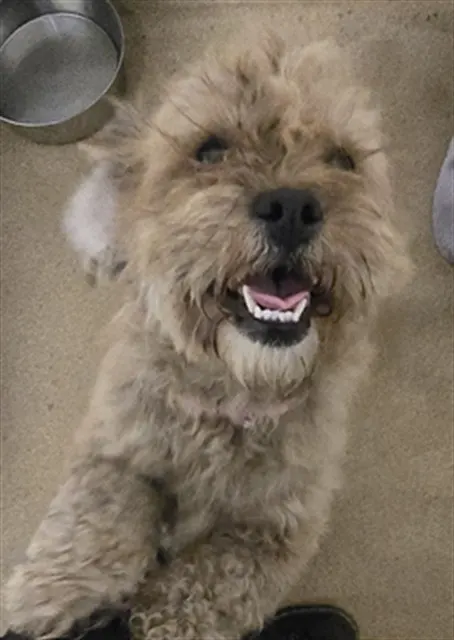 Adoptable Dog