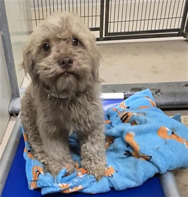 Adoptable Dog
