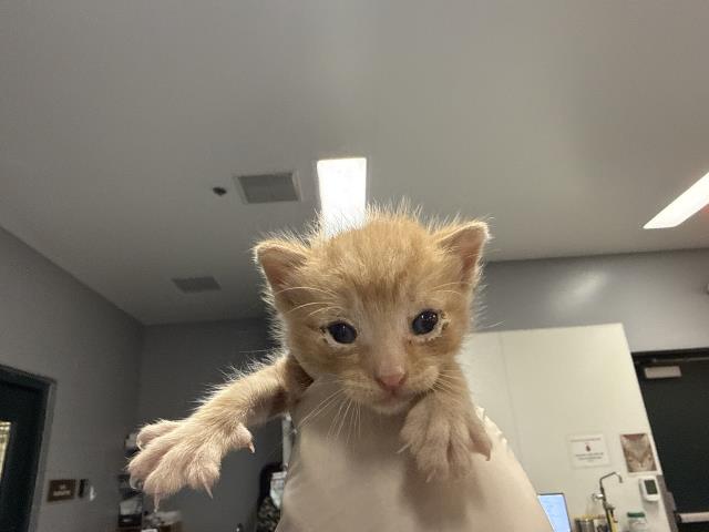 Adoptable Cat