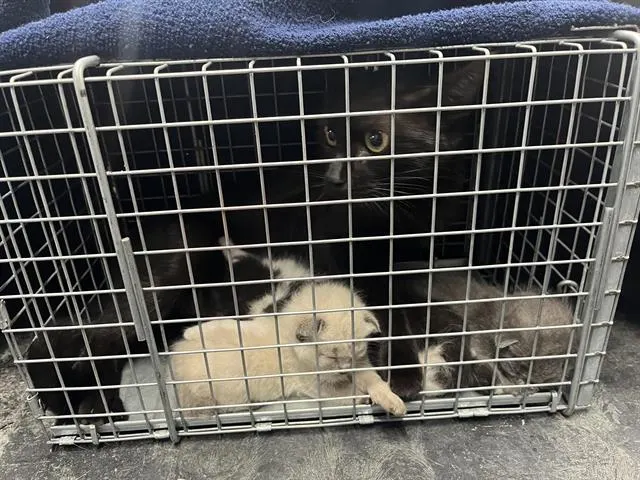 Adoptable Cat