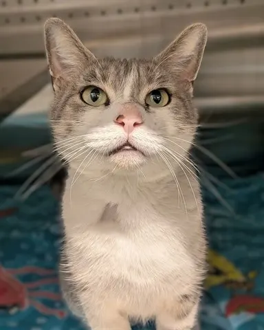Adoptable Cat