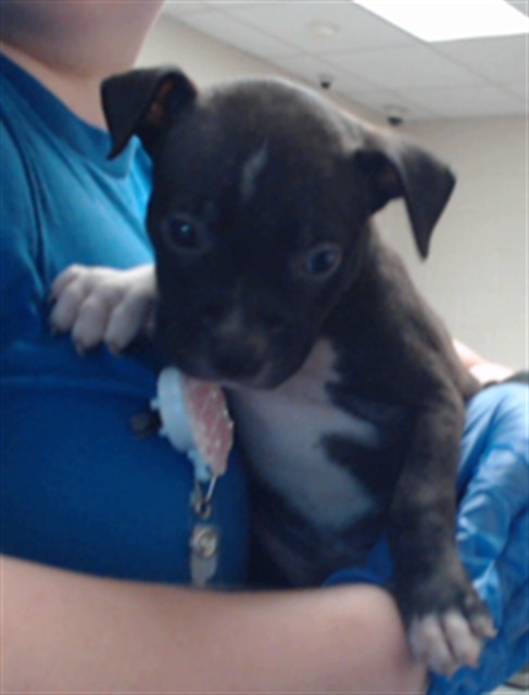 Adoptable Dog