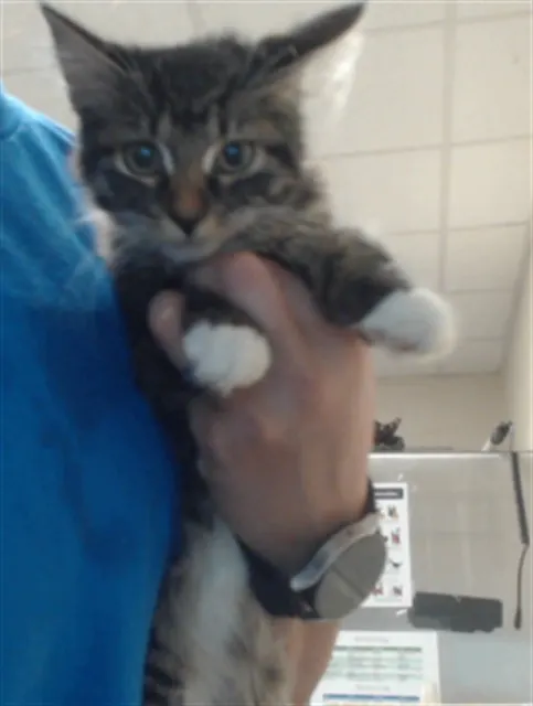 Adoptable Cat