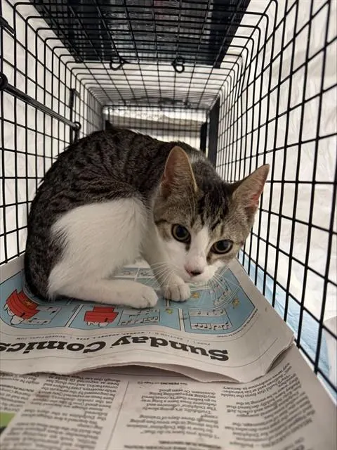 Adoptable Cat