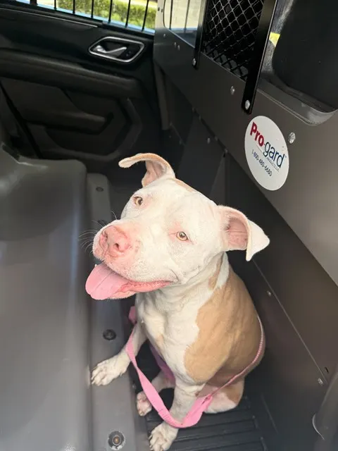 Adoptable Dog