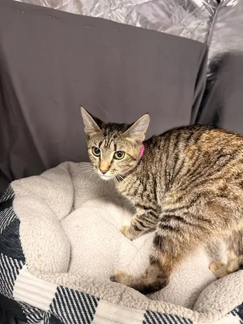 Tabby