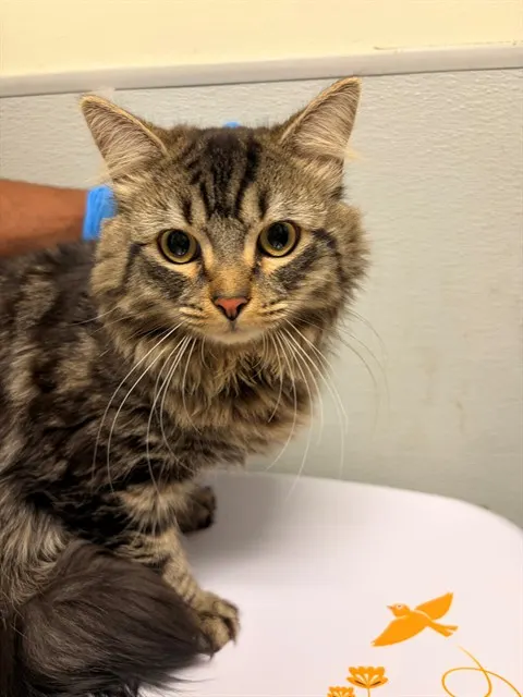 David Meowie