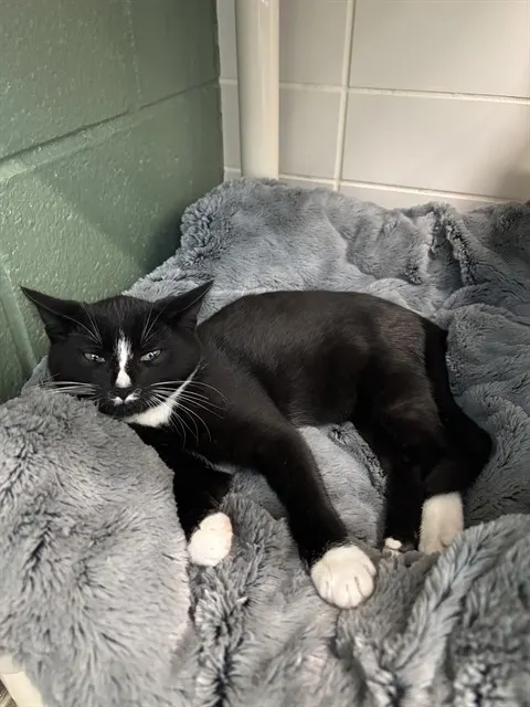 Tofu