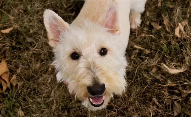 Bella