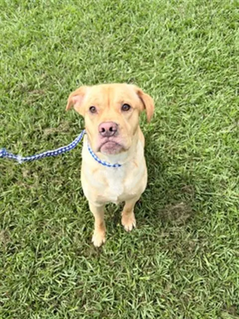 Adoptable Dog