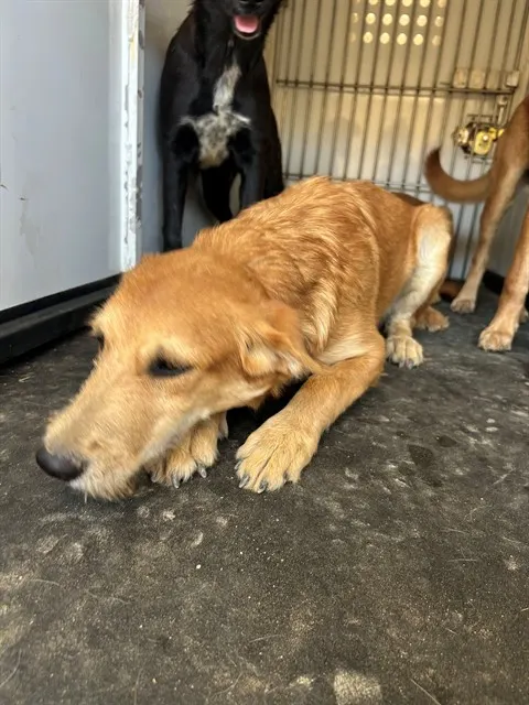 Adoptable Dog