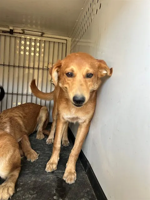 Adoptable Dog