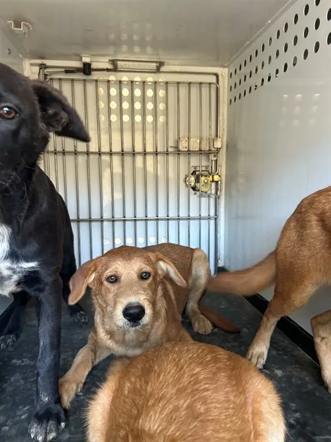 Adoptable Dog