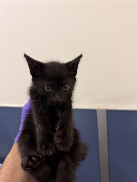 Kiki