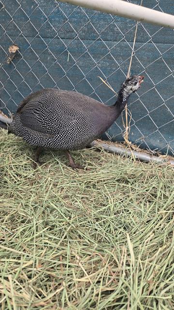 Adoptable Bird