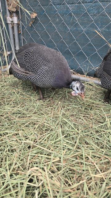 Adoptable Bird