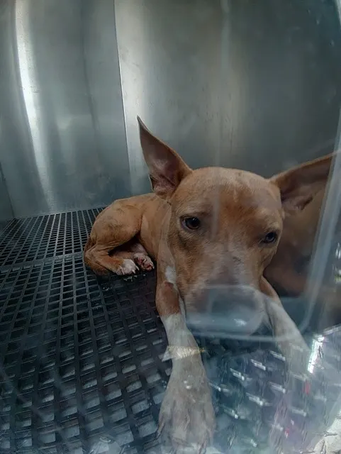 Adoptable Dog