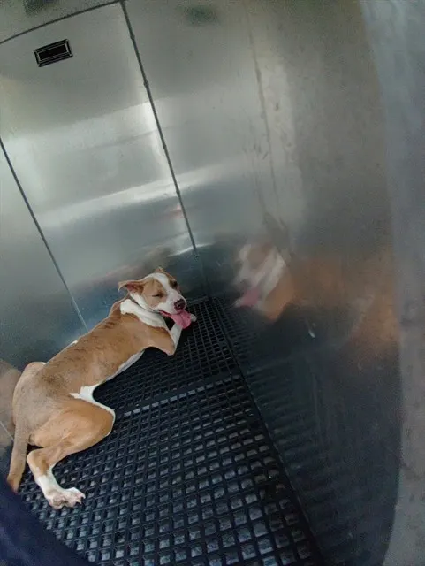 Adoptable Dog