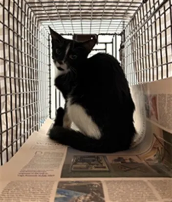 Adoptable Cat