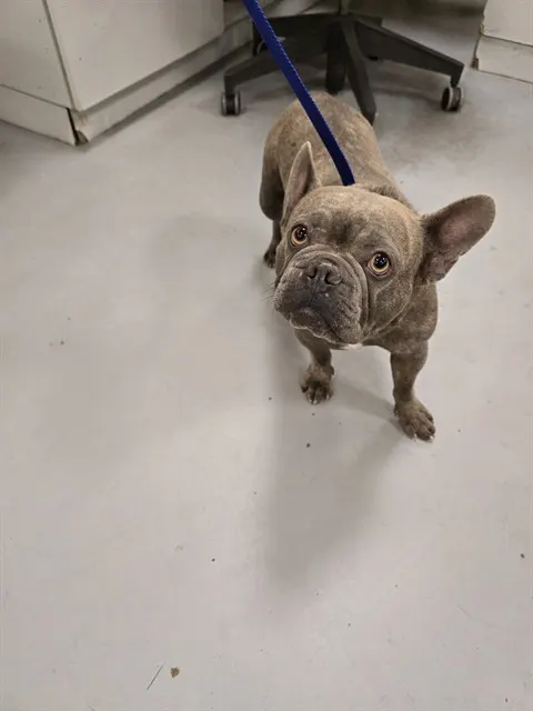 Chula