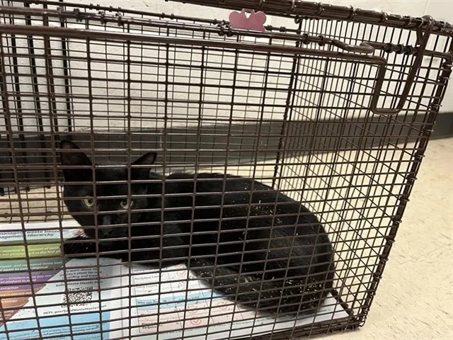 Adoptable Cat