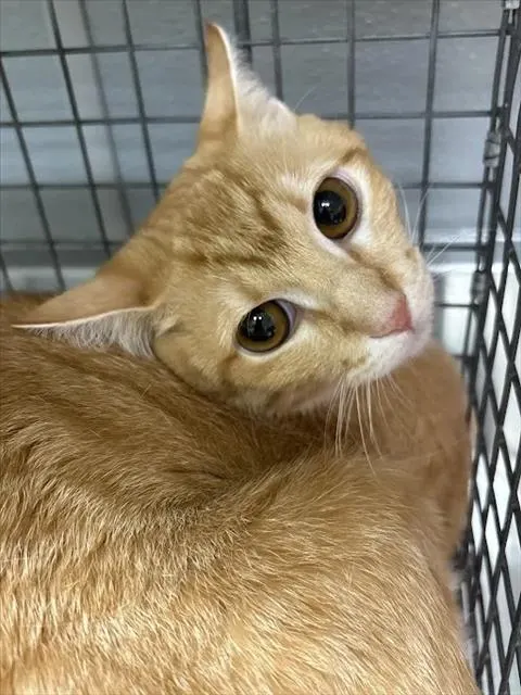 Pepper