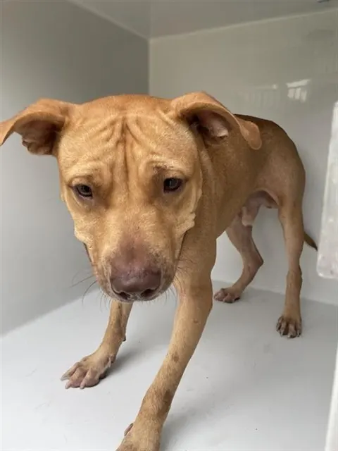 Adoptable Dog