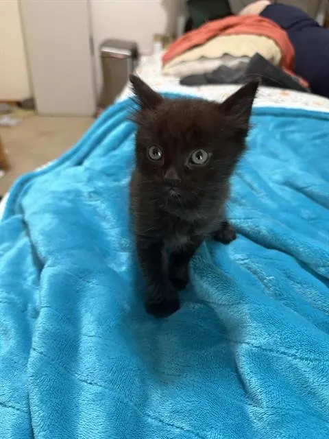 Panther