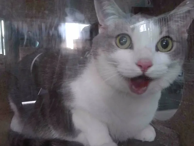 Yuki