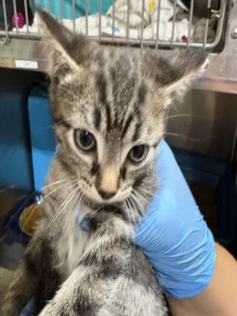 Little Biscuit