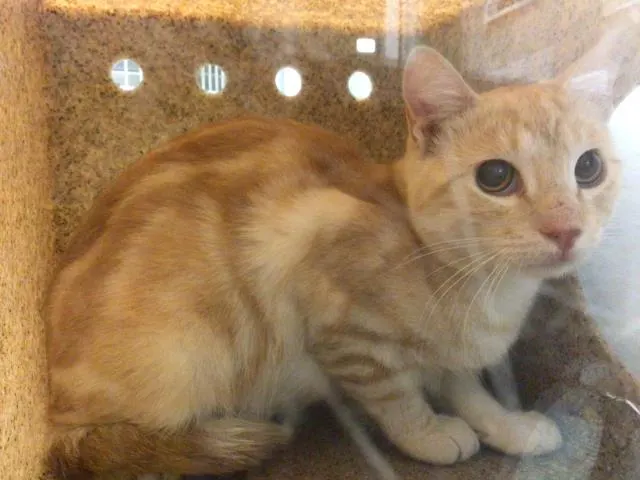Adoptable Cat