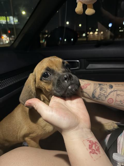 Tucker