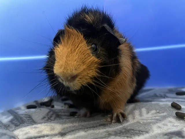 Bog