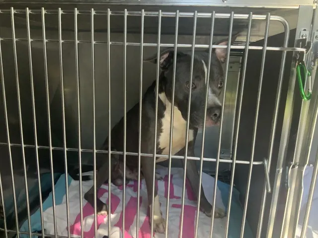 Adoptable Dog