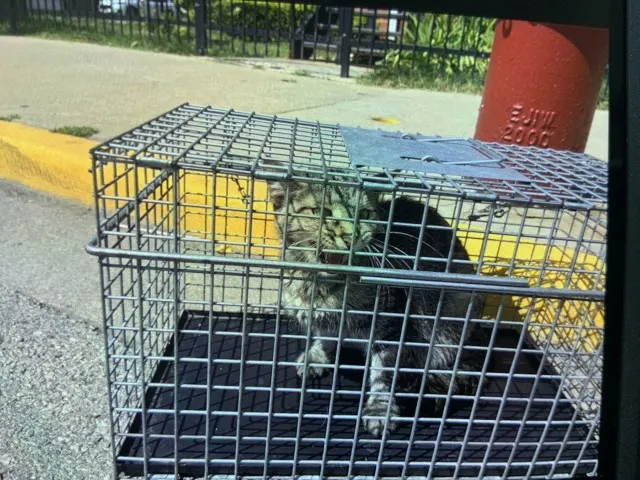 Adoptable Cat