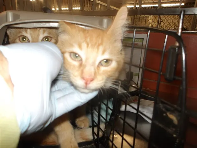 Adoptable Cat