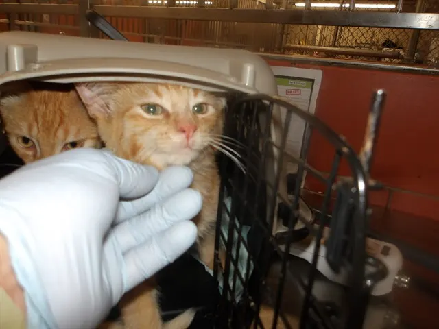 Adoptable Cat
