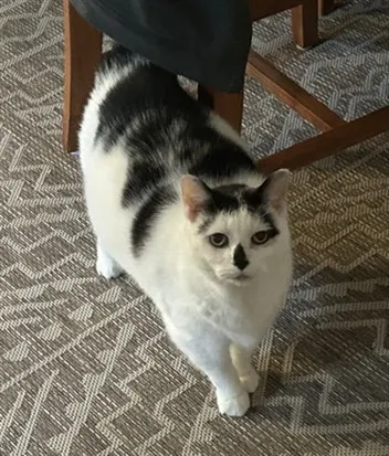 Cookie