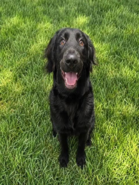 Josie