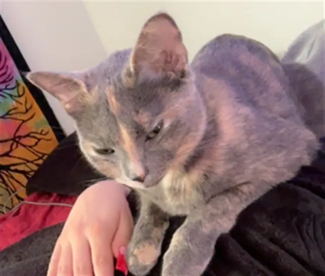 Nyla