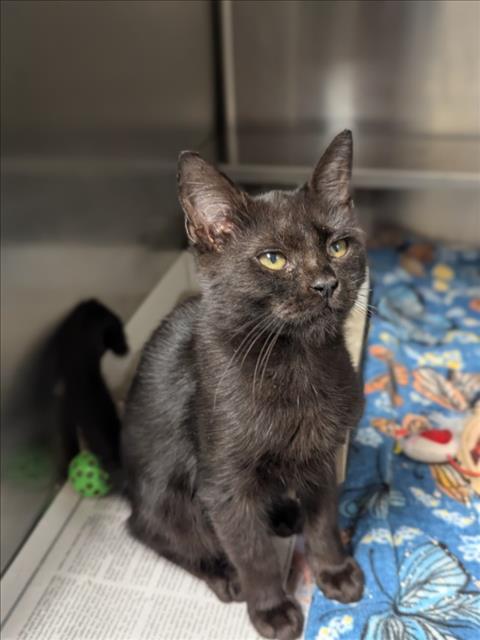 Adoptable Cat