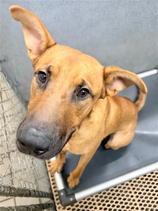 Adoptable Dog