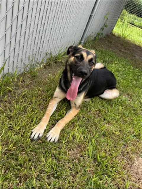 Adoptable Dog