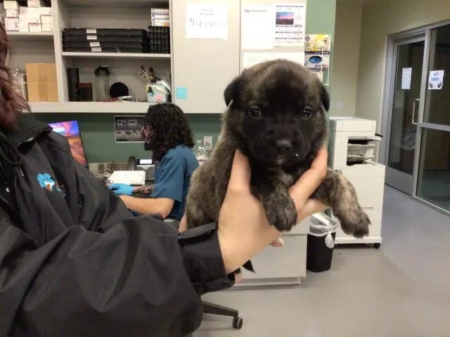 Adoptable Dog