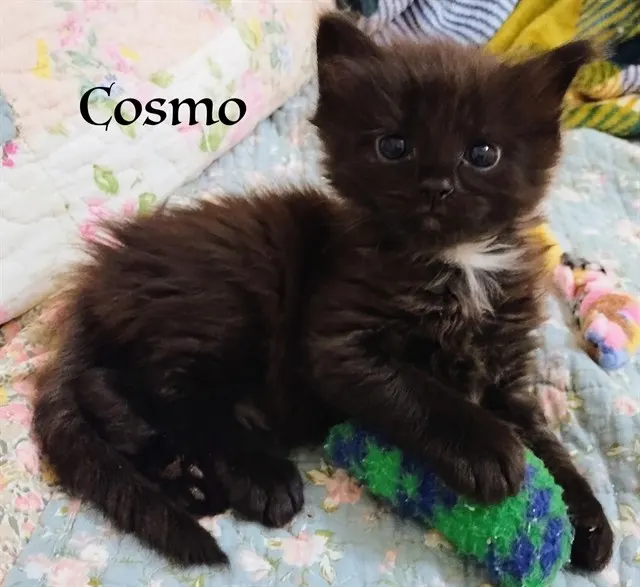 Cosmo