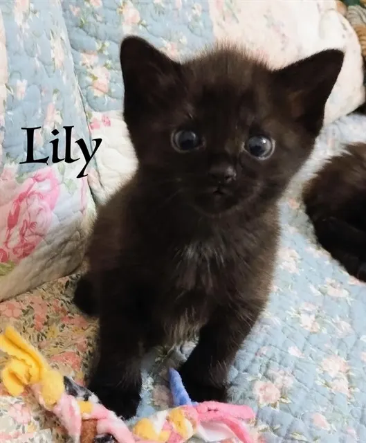 Lily